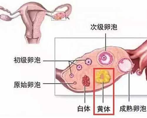 香港仁健验血准吗_关于香港验血查男女的哪些猫腻_你真的知道吗
