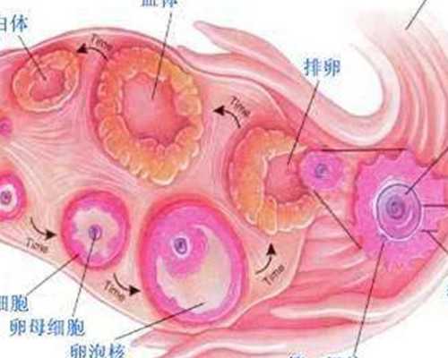 香港性别验血报告单_香港验血机构上班时间,抽血验男女有多少翻盘的