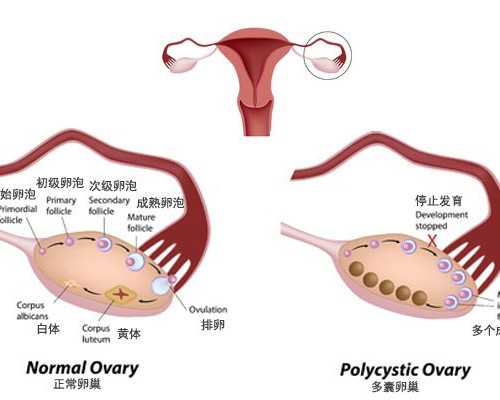 香港验血10周验什么_香港验血几个月能够查男女?本来你不知道的还有这么多!