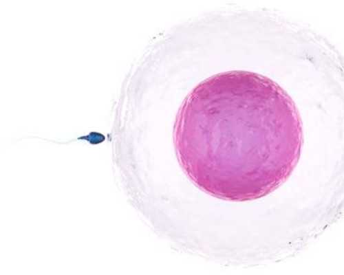 邮寄香港验血中介电话_香港7周内验血测男女准吗?中介验血是不是真的靠谱!