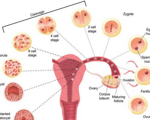 香港中介验血测男女可信度高吗_双胞胎香港验血能验吗,准不准