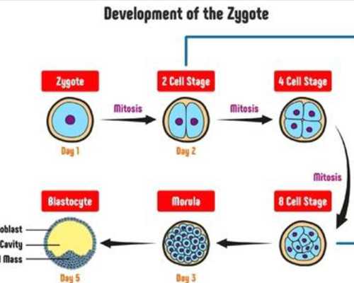 香港医院验血测胎儿性别邮寄_验血查女孩_告诉你不知道的那些事儿