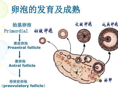 去香港验血鉴定男女准吗_香港验血判断胎儿性别科学吗?过程有惊无险