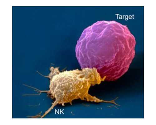 福斯泵官网_上海中华艺术宫推出两大馆藏作品展