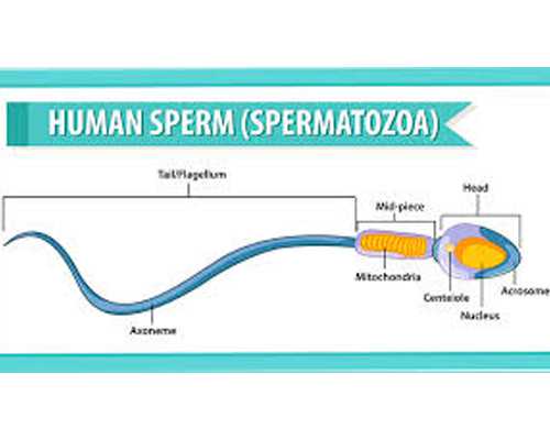 香港验血胎儿要多少天_作文一起走过的日子500字作文,一起走过的日子