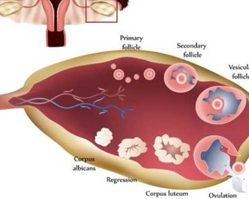 香港7周验血是什么原理_香港验血8个y是男孩_哪家专业DNA检测化验机构最准