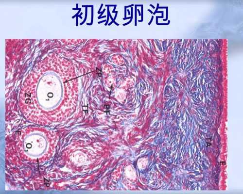 泵流量与什么有关_2026内地秋拍市场回暖正当时 数件亿元成交