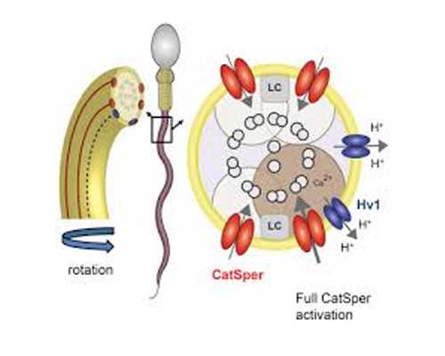 香港验血结果可以在官网查吗_香港那些医院可以查男女_性别鉴定哪个验血机构