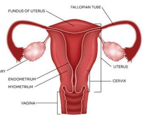 香港验血查男女要多久知道结果_“mid-autumn festival”怎么读？mid-autumn festival