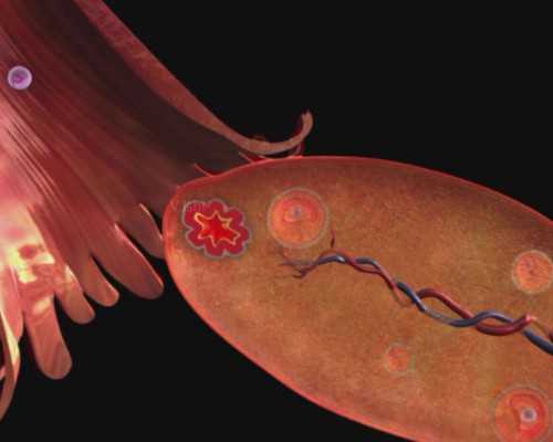 香港验血怀孕的单子图片_二胎香港验血准不准_结果真的哪么准吗