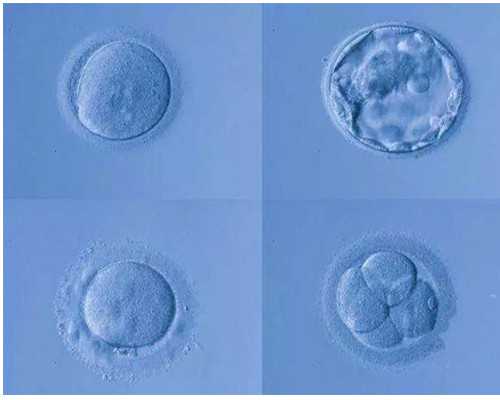 香港妇幼医疗中心验血_怀孕期间化验血拿到香港_大概需要多少钱!