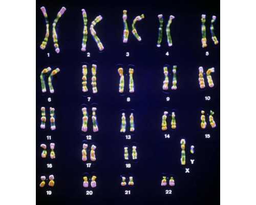 香港正规诊所验血预约方式_香港验血查男女报告单准不准_验血查性别哪家最权