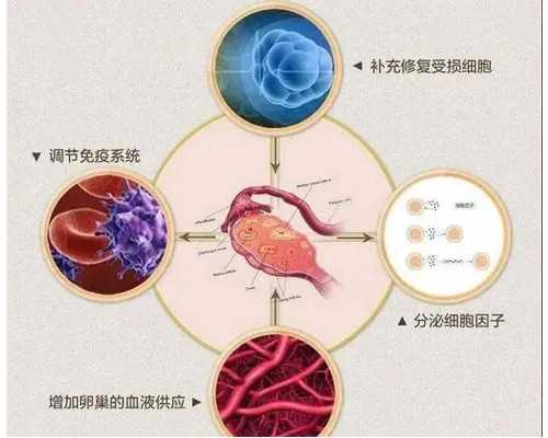 香港怀孕多久可以验血_香港验血报告理想,我来告诉你香港验血的真相不看后悔