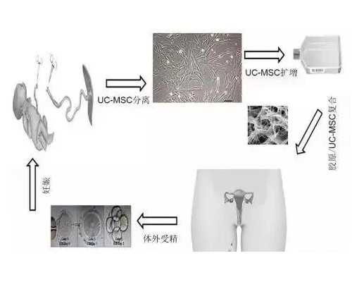 香港验血诊所的标志,高龄备孕，三项检查不能少：优质的卵子、畅通的输卵管