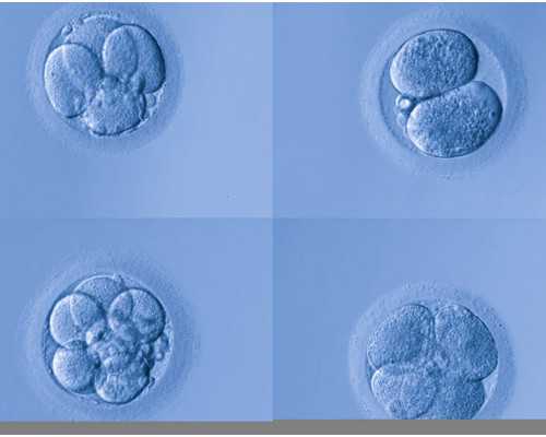 香港验血当天可以出结果吗,人工授精后吃什么有助于助孕下面几种食物对于怀