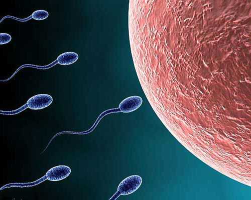 香港验血结果图片,供(借)卵试管婴儿费用10万够吗？供(借)卵试管婴儿费用最低