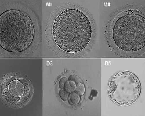 药流后怀孕香港验血,备孕前多久不能熬夜
