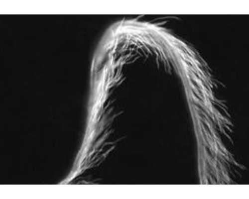 上海凯士比泵有限公司 pdf,电饭煲硬菜-手撕鸡