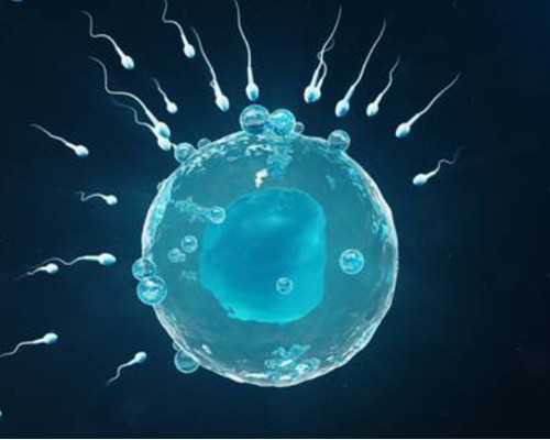 邮寄香港验血造假,备孕迟迟怀不上？多吃四大助孕食物,帮助宝宝更快来到妈妈