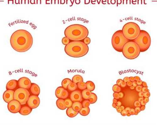 油bang泵拼音,梦见荷包
