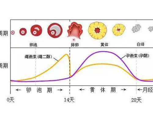 怀孕在香港验血报告单,美国试管婴儿之如何科学避免宫外孕？