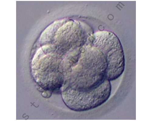 香港验血的血能保存几天,备孕期间，男性女性孕前检查需要检查哪些项目？