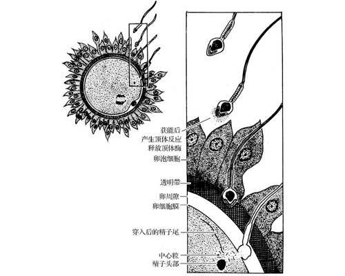 香港验血前吃了甜食会影响结果吗,备孕孕期选择护肤品的原则