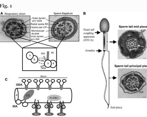 香港验血这么通知结果,香港验血测胚芽_血液查性别哪个机构最权威!