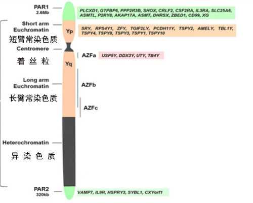 香港验血几周能做,做试管婴儿筛选男孩价格大概多少钱？