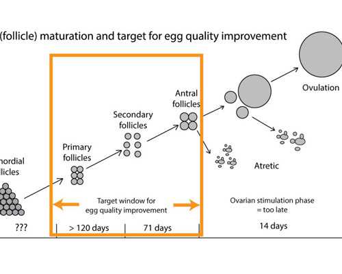香港邮寄验血 是女孩 真的准吗,23岁单侧输卵管堵塞备孕难吗？