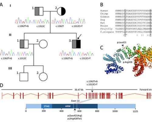 怀孕几周照b超香港验血,香港验血化验所报告准不准_几周检测性别最准确