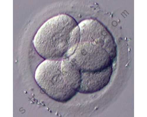 香港的验血辨男女靠谱吗,月经期后第几天是安全期