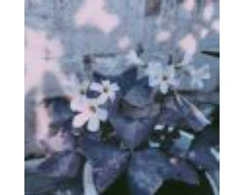 三一泵车操作技巧教学,涮羊肉时间不宜太短