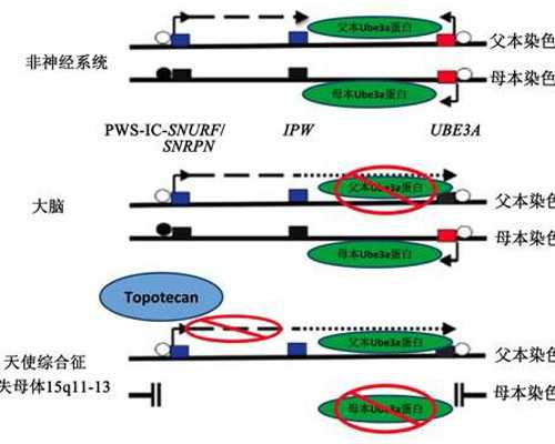 计量泵原理动画,2026年出生的牛宝宝一生运势详解
