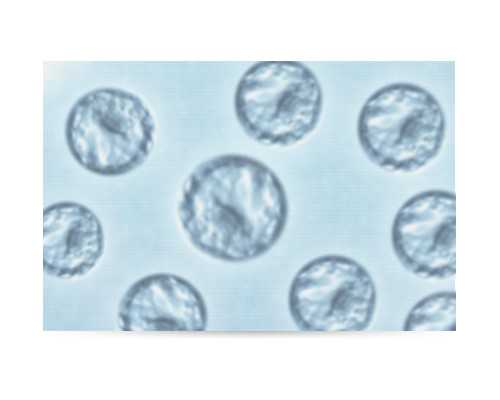 香港验血中心预约,试管婴儿双胎着床率