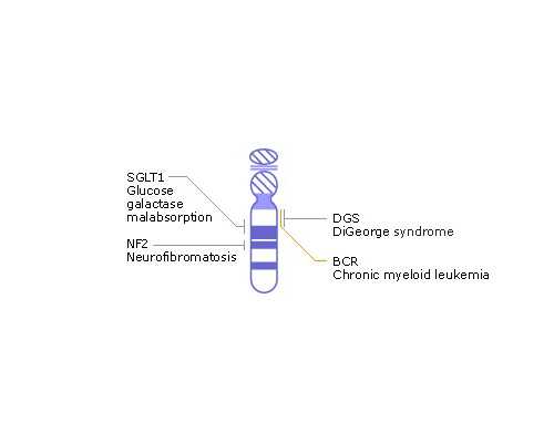 把希望都寄托香港验血男孩了,香港验血检测男女需要几个月_你想知道的都在这