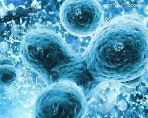 香港验血是在官网预约吗,做试管移植胚胎数量越多就越容易怀上双胞胎？