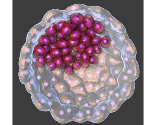 香港验血怀孕多久可以验出来吗,备孕不吃叶酸会怎么样