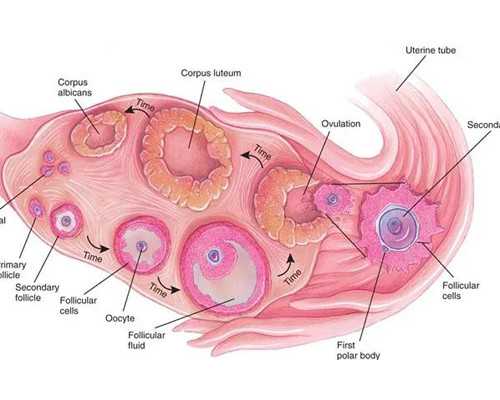 香港验血鉴定性别的机构,移植鲜胚的成功率>冻胚？90%的备孕男女都不知道的