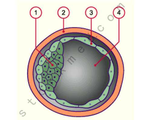 香港验血最佳时间几周到几周呢,第三代试管婴儿技术除了成功率高、染色体检