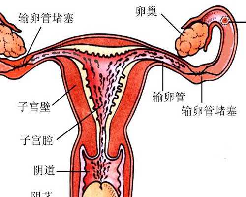 香港验血胎芽长度会影响结果吗,假如没有了太阳，人类还能生存下去吗？假如