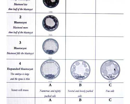 香港验血鉴定多少周合适,早孕香港验血_真实经历分享出来给大家!