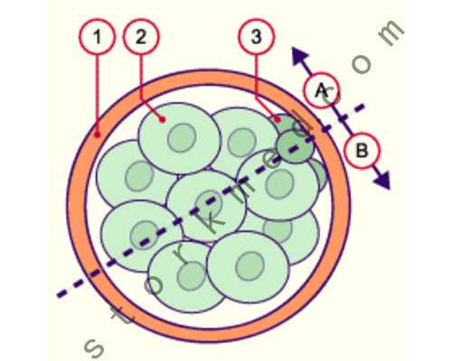机泵的主要参数,荷包辣椒荷包蛋
